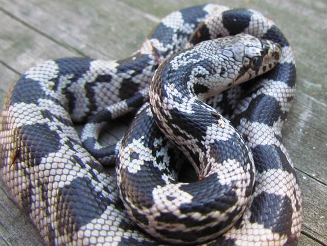 Northern Pine Snake